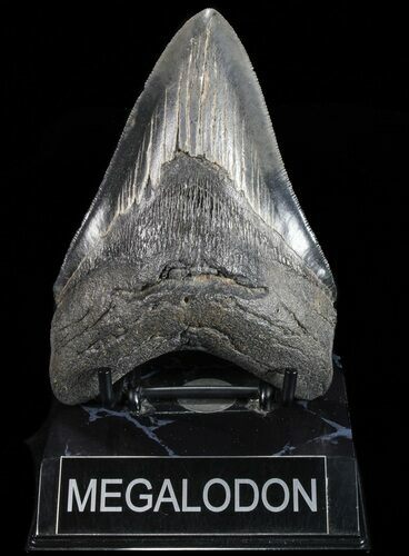 Serrated, Fossil Megalodon Tooth - Georgia #74656